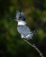 Belted Kingfisher searching for a meal
