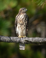 Red Tailed Hawk on a branch