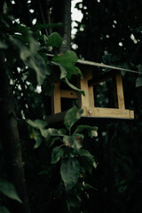 Birdhouse in the forest and silence