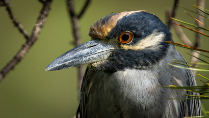 Yellow Crowned Night heron in the marsh