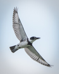 Belted Kingfisher searching for a meal