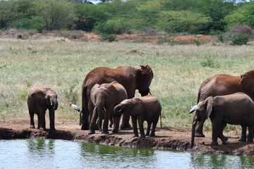 Fototapeta premium Herd of elephants drinking from watering hole in savanna