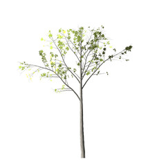 Fototapeta premium A digitally rendered tree with light green leaves and thin branches against a black background image view