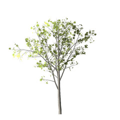 Obraz premium A digitally rendered tree with light green leaves and a light gray trunk on a black background view