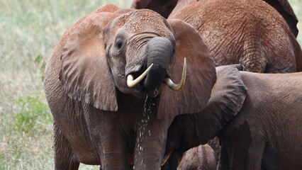Majestic elephant drinks water splashing from trunk