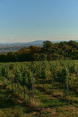 Naklejka premium Vertical view of vineyard-covered hills under a bright blue sky, with sunlit grape rows and distant views of Vienna, creating a vibrant, serene, and picturesque landscape scene.