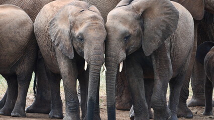 Gentle elephants nuzzle together in a tender family moment