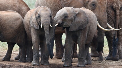 Majestic elephants gather in natural habitat, a powerful sight © walter geraghty
