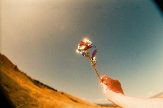 Shining Flower Against the Sky
