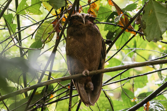 Crested Owl Sitting On A Branch In The Rainforest  