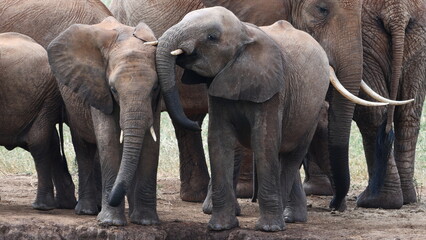 Majestic elephants gathered in their natural habitat © walter geraghty