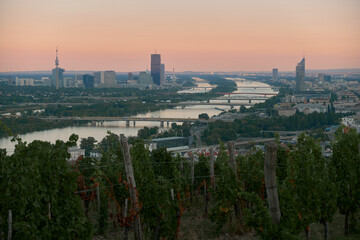 Panoramic view from vineyard hills with green and some dried leaves at sunset, overlooking the Danube River with multiple bridges, city skyscrapers, and a vibrant purple sky, creating dramatic atmosph