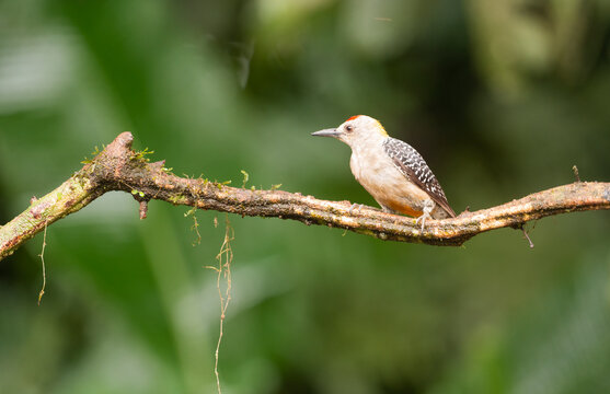 Hoffmann's Woodpecker Perched On A Branch  