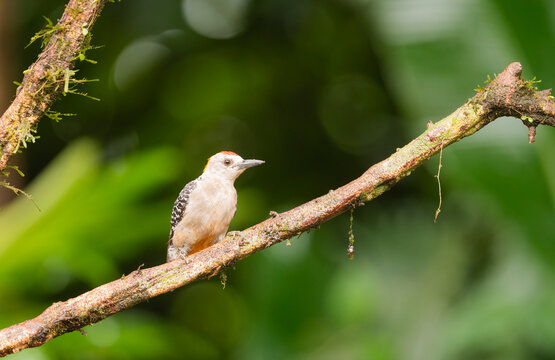 Hoffmann's Woodpecker Perched On Tree Branch  