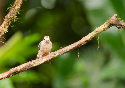 Hoffmann's Woodpecker Sitting On A Branch  