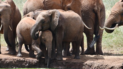 Majestic elephant family gathers near water in savanna