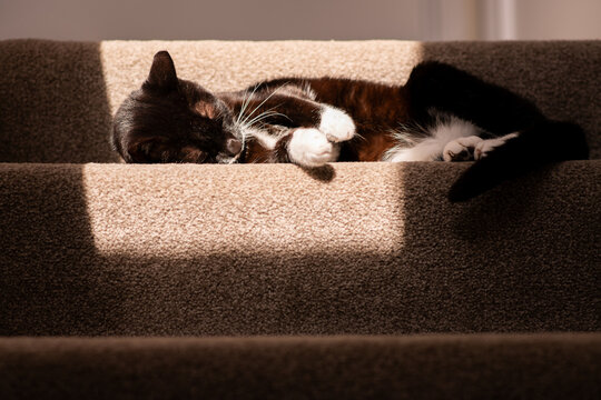 Black and White Cat Lying on Carpeted Staircase with Sunlight