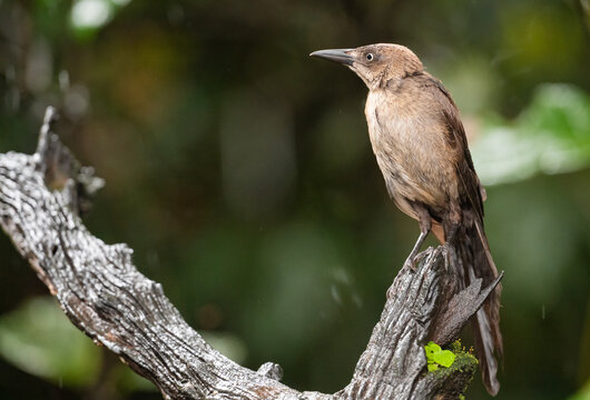 Female Great-Tailed Grackle Perched On Branch In The Rain 