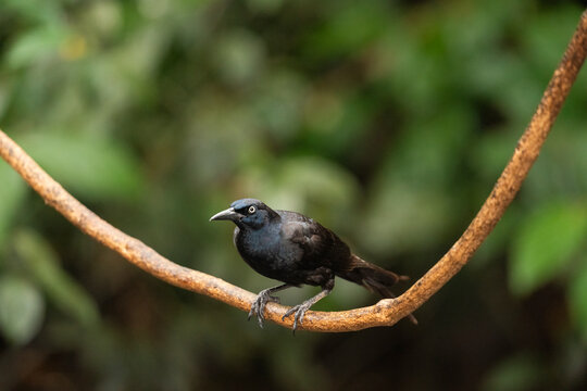 Male Great-Tailed Grackle Perched On Branch  