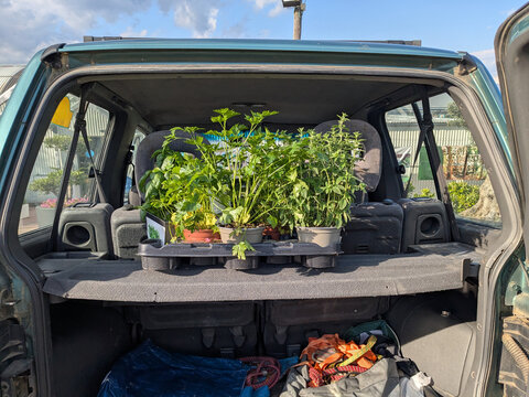 UGC Herbs Loaded In Car
