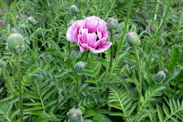 Pink poppy flower in the field close-up. Beautiful pink poppy flower in nature