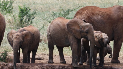 Gentle elephants family drinking water in African savanna