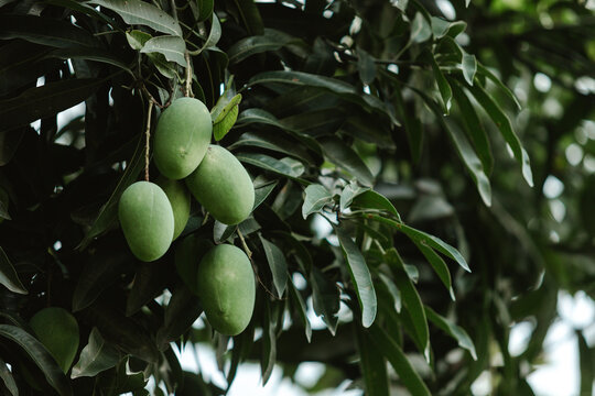 Mangoes growing on a tree.