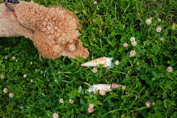 Curious dog investigates discarded ice cream cone on a sunny day