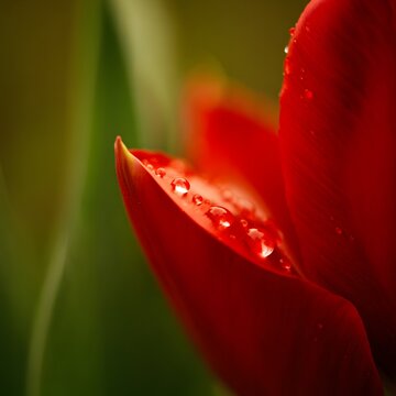 red tulip with water drops