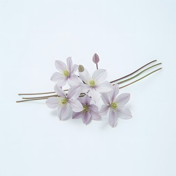cherry blossom on a white background