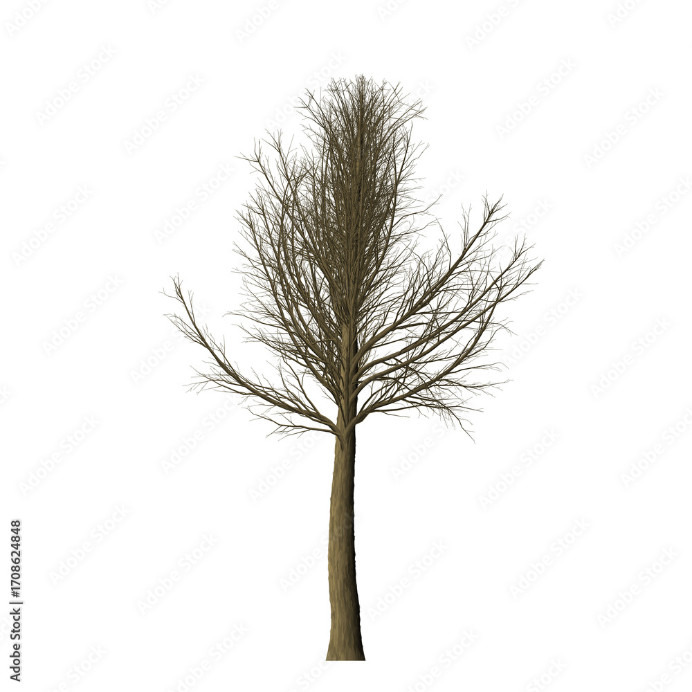 Poster isolated bare tree with slender trunk and intricate branches against a stark black background creati