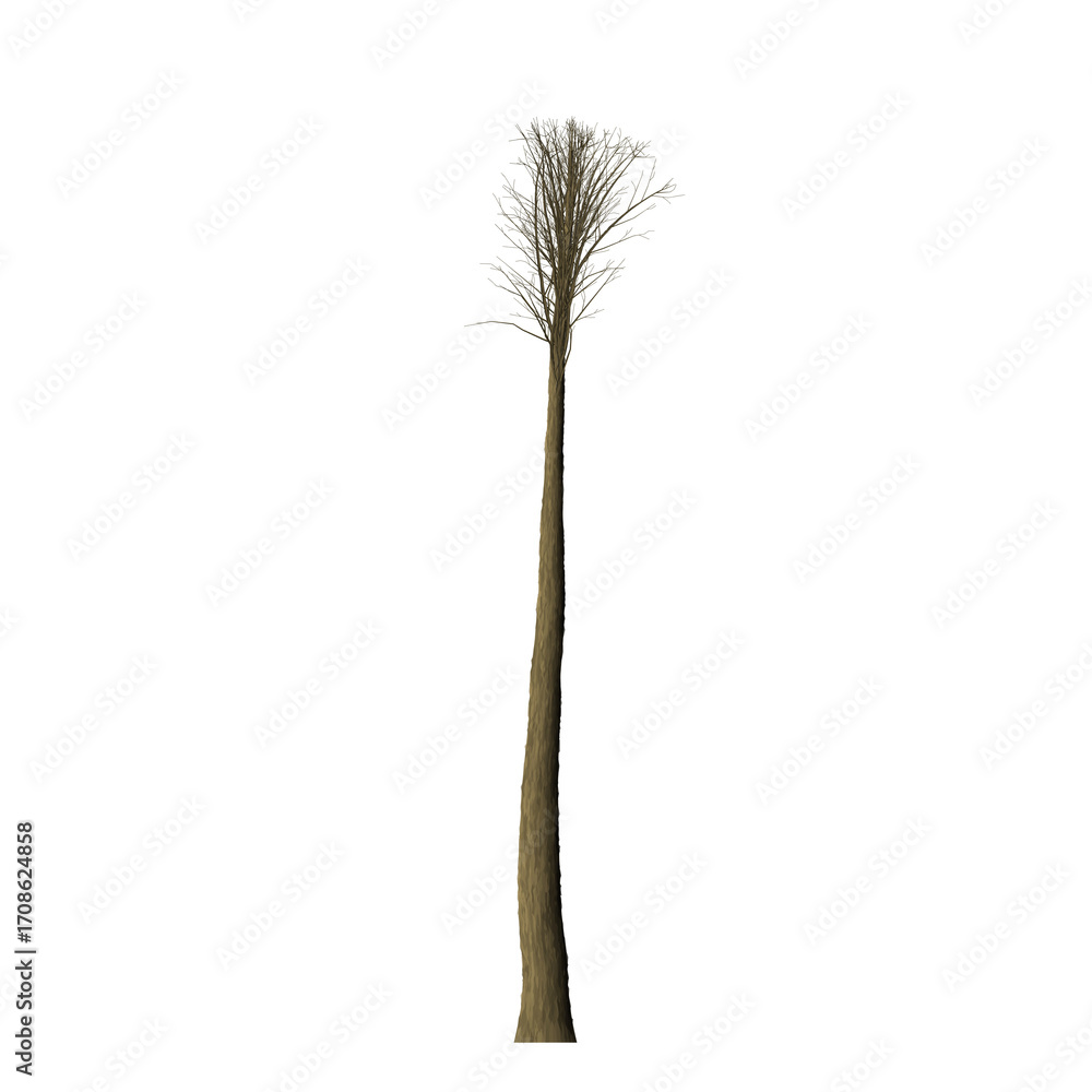 Poster a single tall tree with sparse leaves against a solid black background in a vertical composition vie
