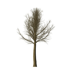 Isolated bare tree with slender trunk and intricate branches against a stark black background creating contrast