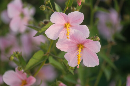 Pink Saltmarsh Mallow flowers 