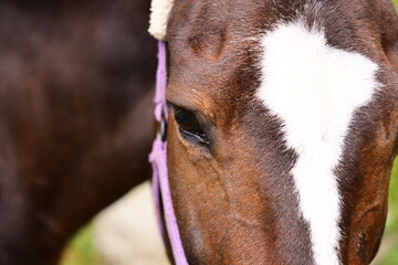A close-up shot of a horse's face wearing a purple bridle, suitable for use in animal-themed designs or equine-related projects