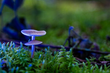 Beautiful mushrooms in the great light in the forest.