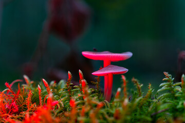 Beautiful mushrooms in the great light in the forest.