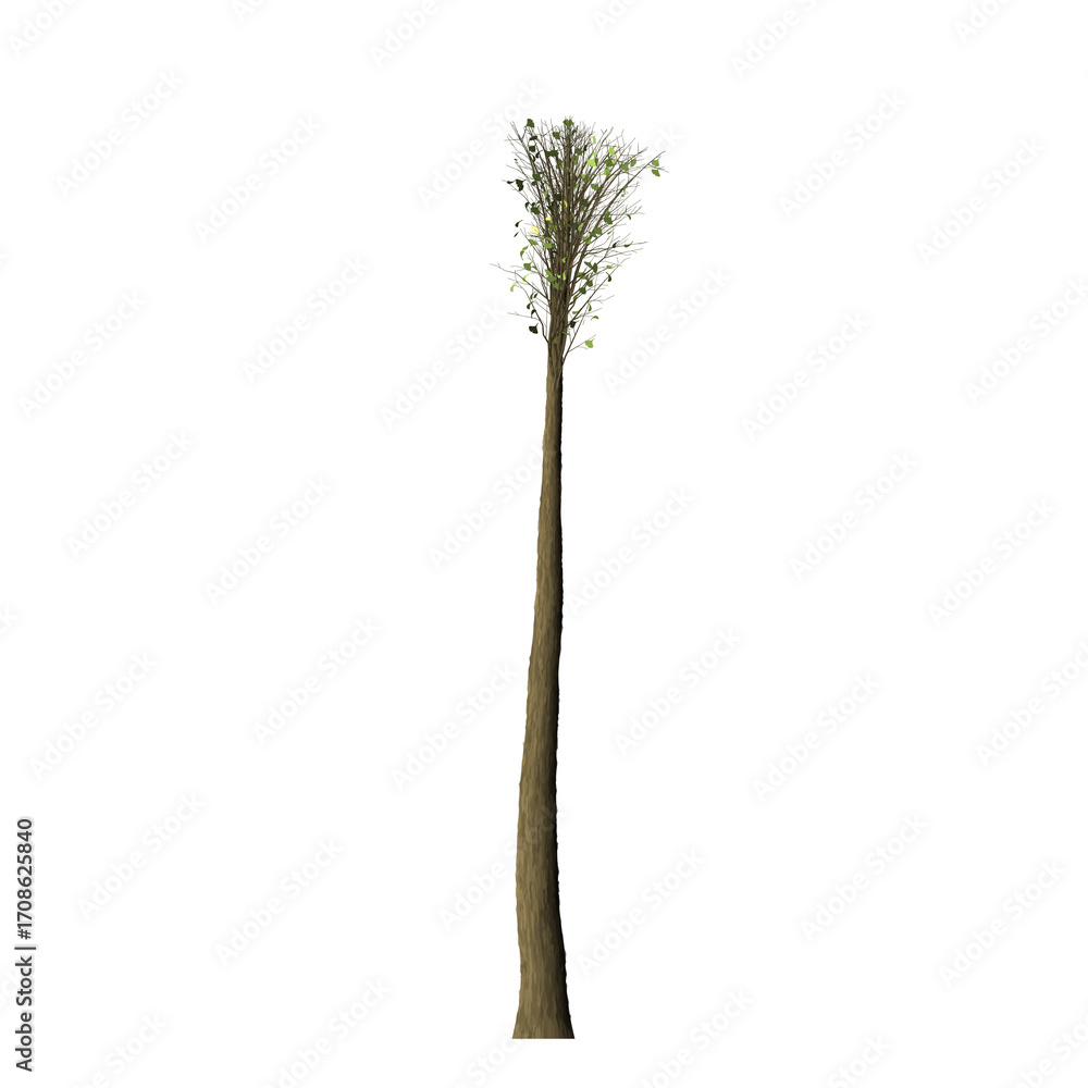 Aufkleber a single tree with a long trunk and sparse green leaves isolated on a black background in a studio s