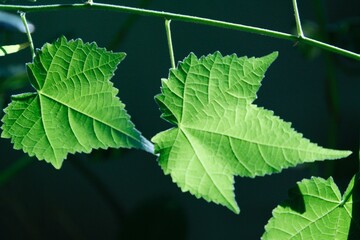 Close-up Leaf Photo