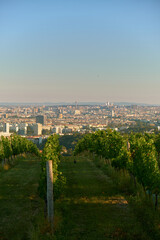Fototapeta premium Neat rows of vineyard vines with green grass between, a crow flying above, and sunlit Vienna at the foot of the hills, capturing a serene, vibrant, and picturesque harvest season atmosphere.