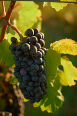 Close-up of a ripe red grape cluster surrounded by green leaves, bathed in bright sunlight, capturing vibrant colors, textures, and the lush, serene atmosphere of the vineyard during harvest.