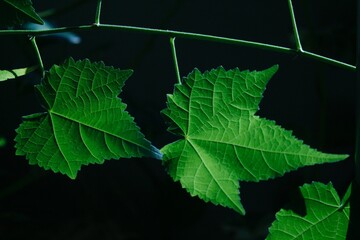 Close-up Leaf Photo