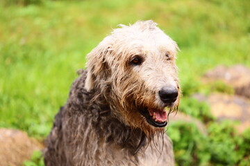 A dog sitting on the lawn, perfect for pet-related or outdoor-themed projects