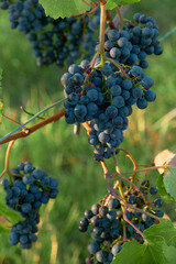 Vertical close-up of large, ripe red grape clusters on the vine, capturing vibrant colors, textures, and the sunlit, serene harvest atmosphere of the vineyard during peak season.