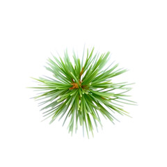 green spiky plant leaf cluster isolated on transparent background in high quality png