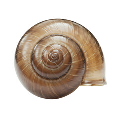 Snail Shell: Close-up Photography of Spiral Shell Texture and Detail