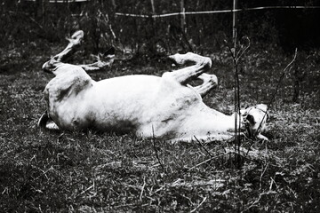 A white horse is seen rolling around in the grassy field, showcasing its playful nature