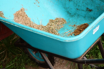 A blue wheelbarrow filled with hay
