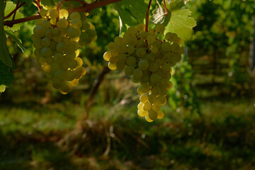 Horizontal close-up of two juicy white grape clusters on the vine, bathed in warm sunlight, with blurred grass and other vines in the background, capturing vibrant colors and serene vineyard atmospher