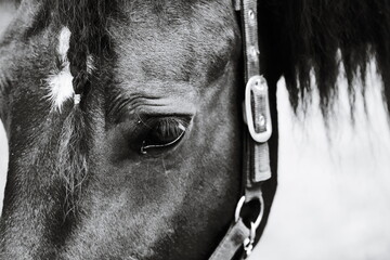 A close-up shot of a horse's eye in black and white, suitable for use in animal-themed designs or as a symbol